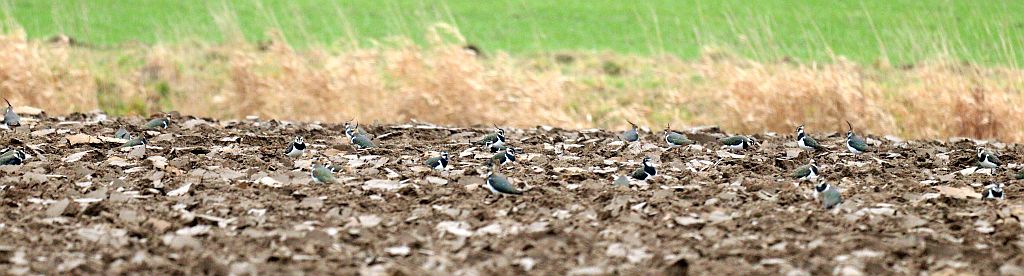 Rastende Kiebitze in Bönen am 21.02.26 Foto: Hartmut Peitsch