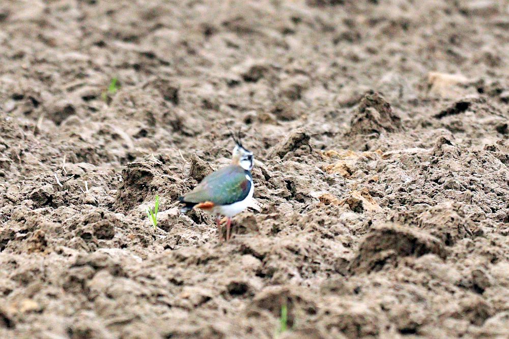 Kiebitz im Industriegebiet Bönen, 21.02.26 Foto: Hartmut Peitsch