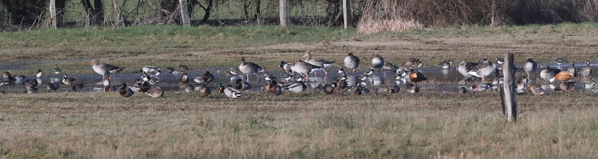 Auf dem Foto ein buntes Gemenge mit Stockenten, Krickenten, Pfeifenten, Graugänsen, Blässgänsen, Rostgänsen und Kiebitzen