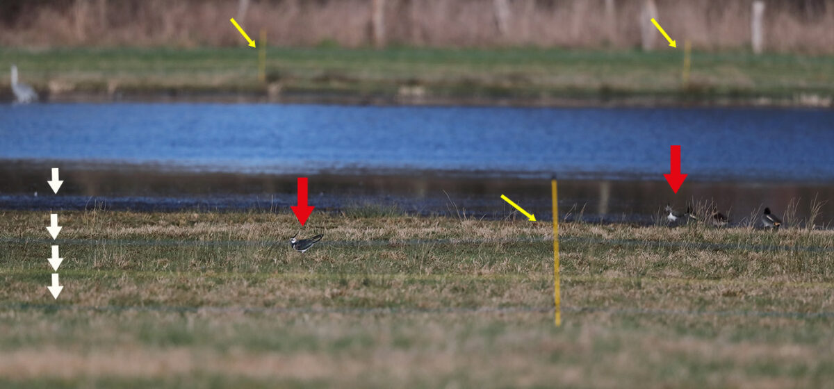 Nicht lange nach dem Aufbau des Zaunes (gelb markiert: Zaunpfähle, weiß markiert: vier Litzen), kehrten die ortsansässigen Kiebitze in die eingezäunte Kernzone zurück (rot markiert: eines von mehreren Kiebitzpaaren). 
