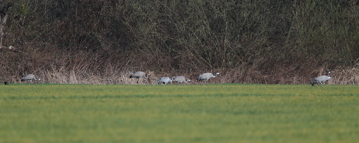 Acht von zehn Kranichen, die südlich der Bahntrasse Königsborn-Welver, knapp außerhalb des Kreisgebietes, vom 11. auf den 12.03. übernachtet haben und nach dem Frühstück …