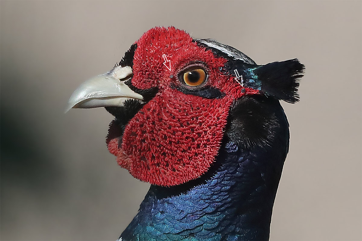 Fasanenhahn mit weit aufgeblähten Schwellkörpern. In den Hautlappen haben sich zwei Zecken (Pfeile) festgesetzt.