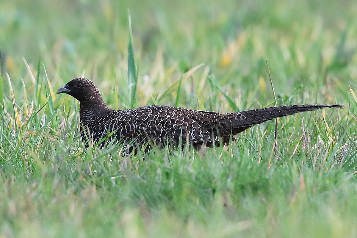 Einige dunkel gefärbte Fasanen, wie diese Henne, kommen in der Strickherdicker Feldflur vor.
