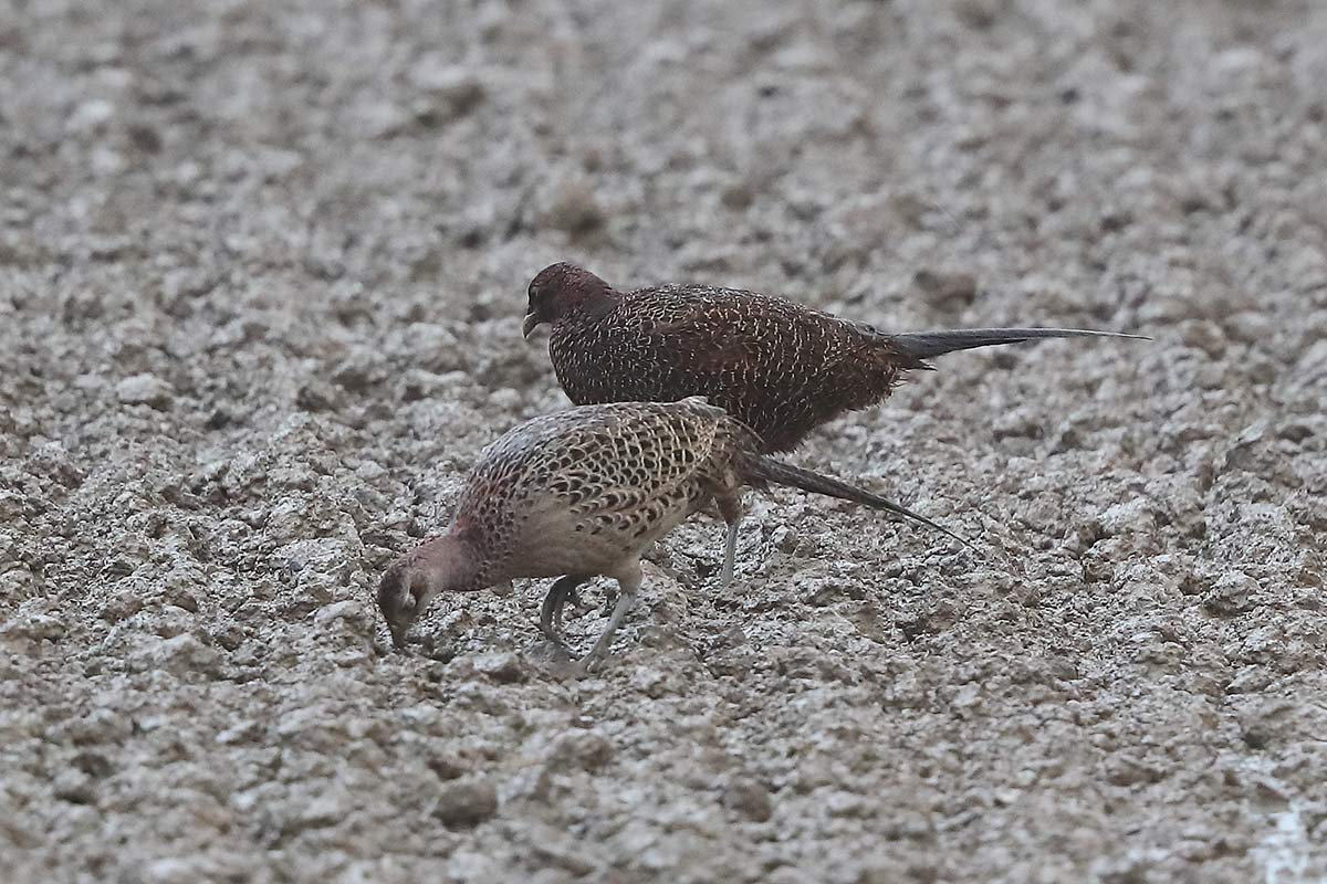 Hier sieht man den Färbungsunterschied deutlich.