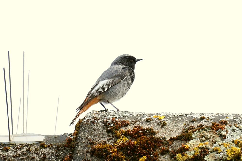 Hausrotschwanz 16.04.26 Foto: Hartmut Peitsch