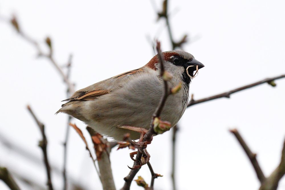 Haussperling ohne Steuerfedern, da war wohl der Sperber nicht unschuldig... 11.04.26 Foto: Hartmut Peitsch