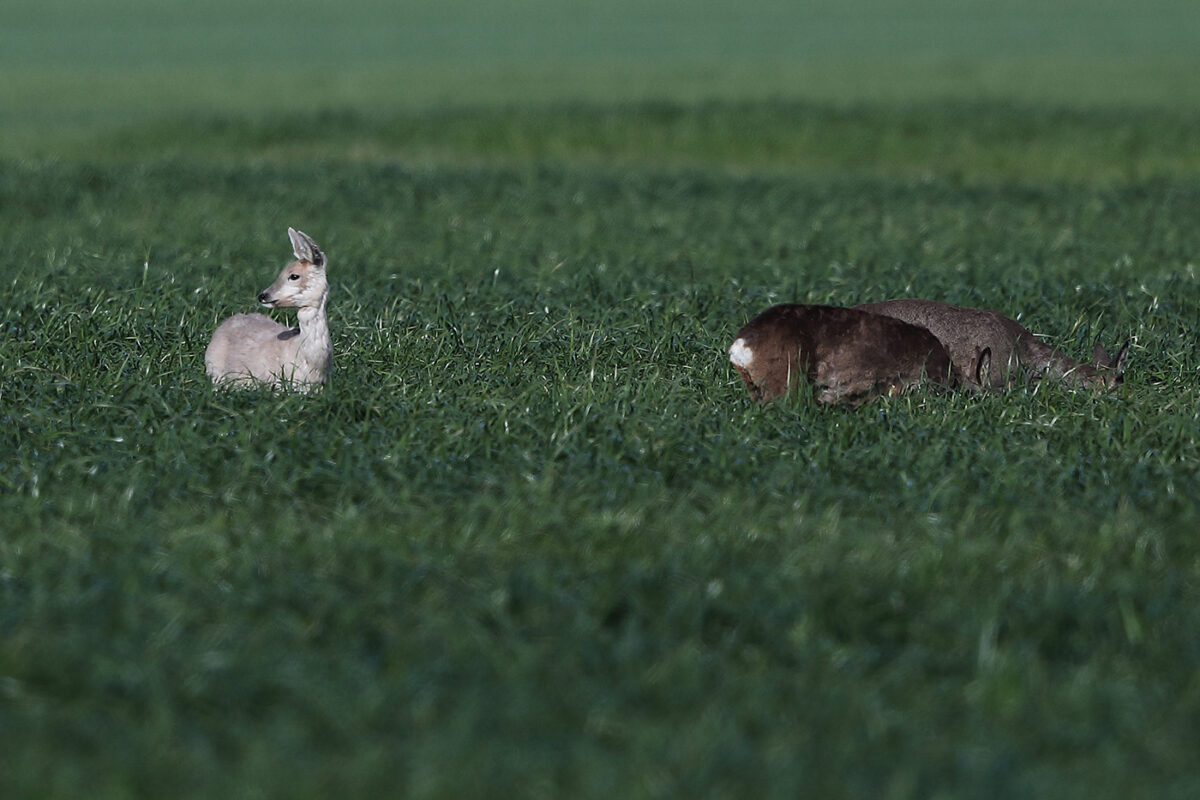 eine seltene Begegnung – leuzystisches Reh in Werl-Sönnern