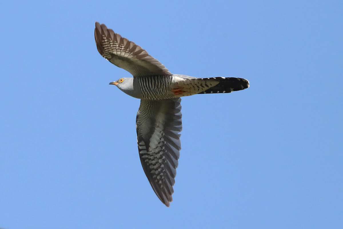 Kuckuck am Rande der Kiebitzwiese am 20.04.26
