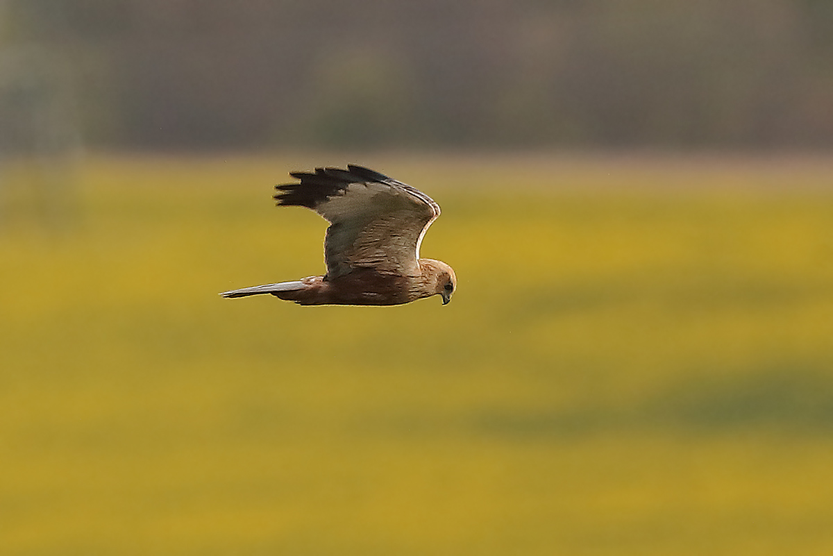 Rohrweihe (Männchen) auf dem Zug in der Strickherdicker Feldflur am 09.04.26