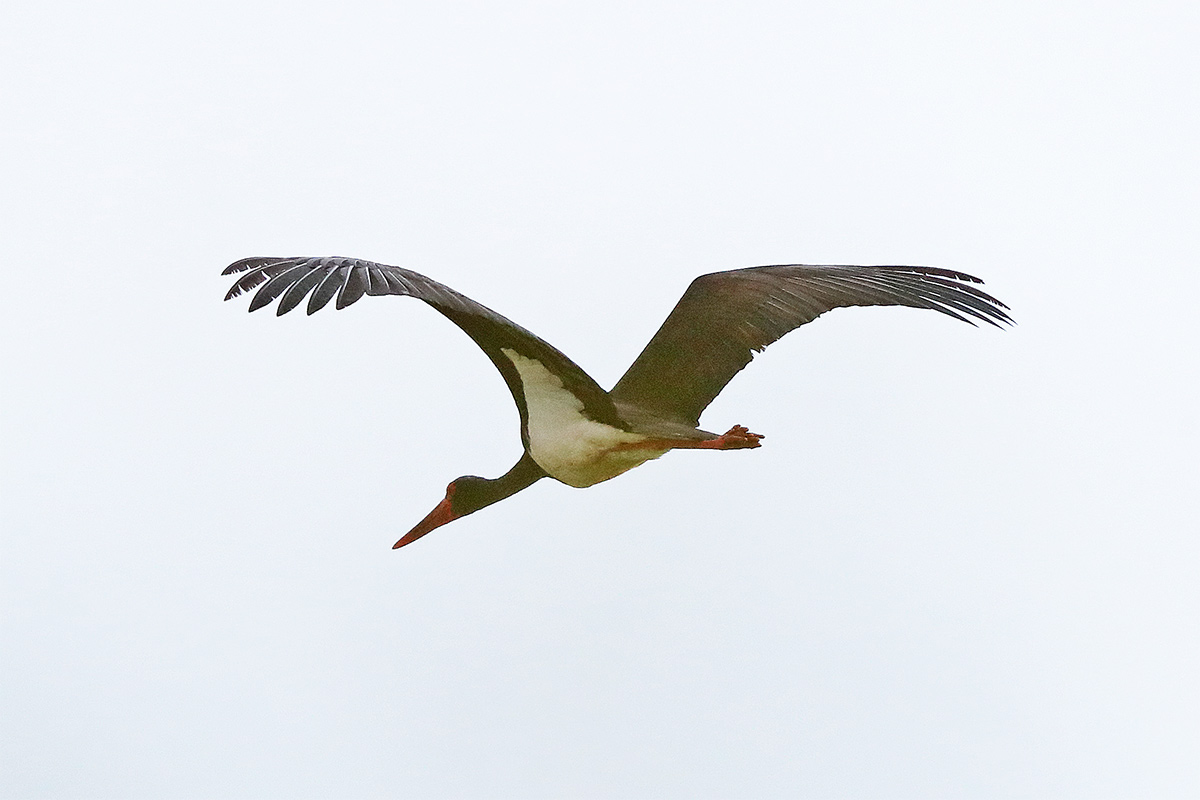 Schwarzstorch in den Hemmerder Wiesen am 11.04.26