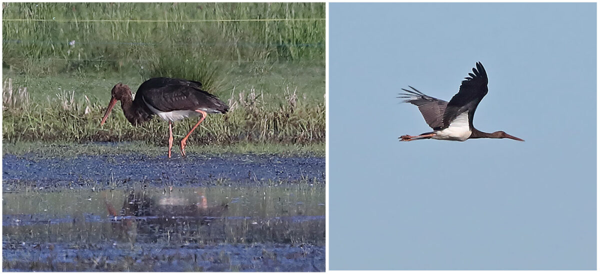 vorjähriger Schwarzstorch in den Hemmerder Wiesen am 22.04.2026 