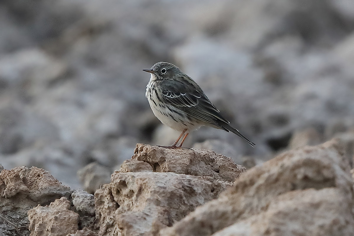 Gegenwärtig sind auch kopfstarke Wiesenpiepertrupps unterwegs. Leider gehört die Art wahrscheinlich nicht mehr zu den Brutvogelarten im Kreis Unna.