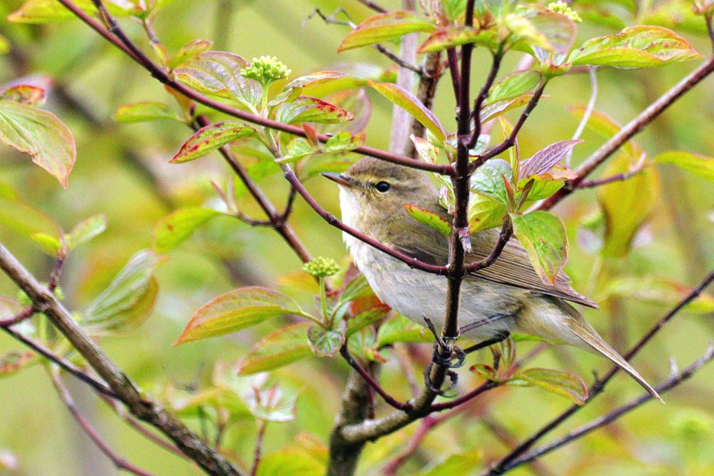 Zilpzalp am Kleykamp. 16.04.26 Foto: Hartmut Peitsch