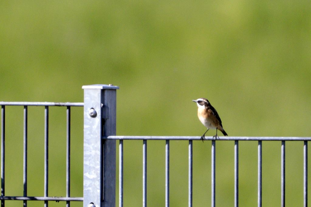 Braunkehlchen, 01.05.26 Foto: Hartmut Peitsch