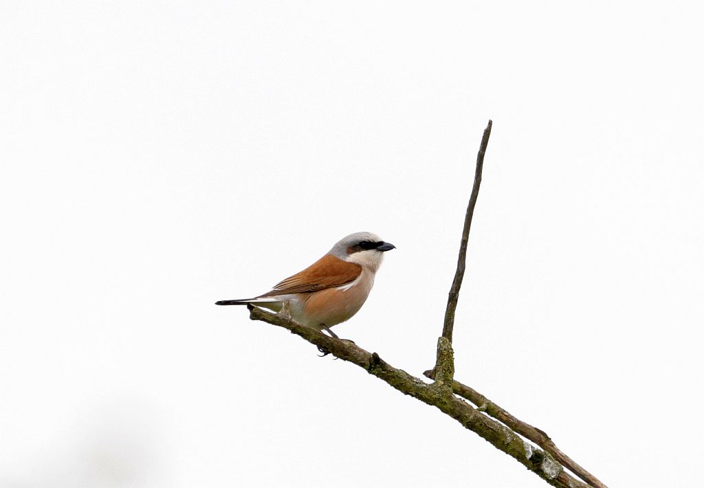 das dazugehörende Männchen, 20.5.26 Foto: Hartmut Peitsch