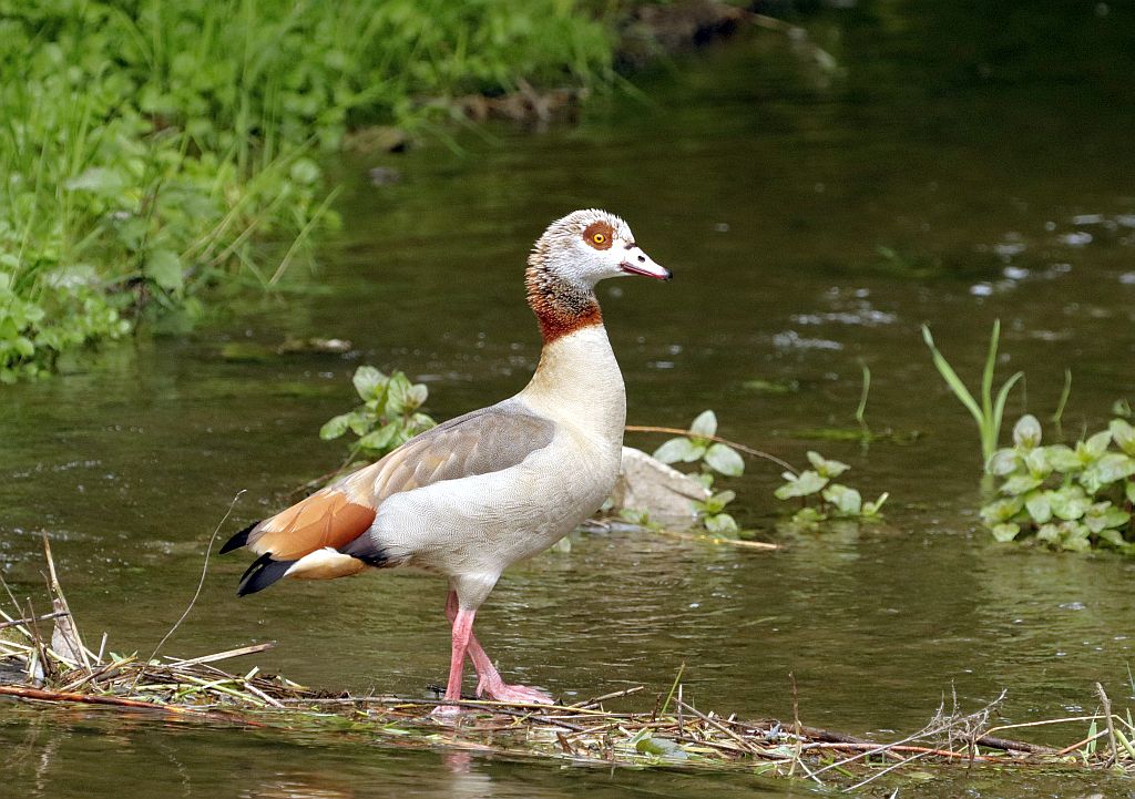 Nilgans an der Seseke. 2205.26 Foto: Hartmut Peitsch