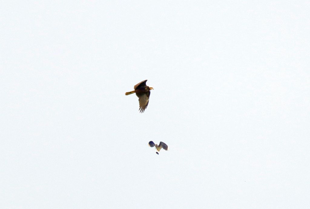 Rohrweihe wird über dem HRB vom Kiebitz angegriffen. 10.05.26 Foto: Hartmut Peitsch