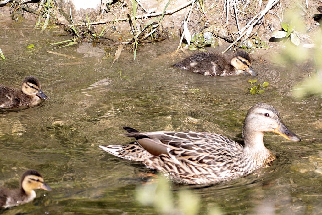 Stockente mit Nachwuchs. 01.05.26 Foto: Hartmut Peitsch