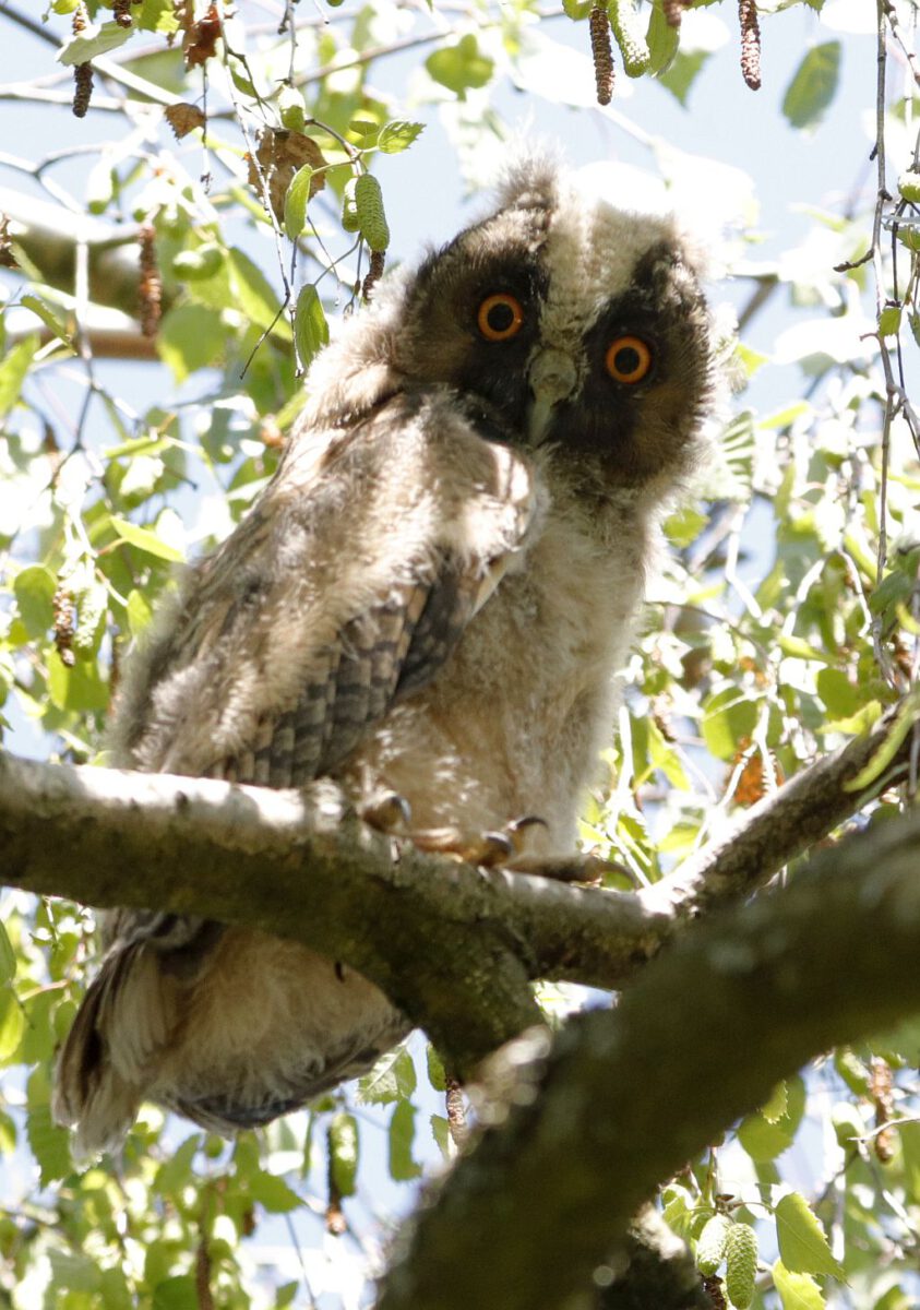 Waldohreulen-Jungvogel. 22.5.26 Foto: Hartmut Peitsch