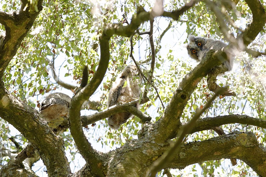 3 Waldohreulen-Jungvögel . 22.5.26 Foto: Hartmut Peitsch