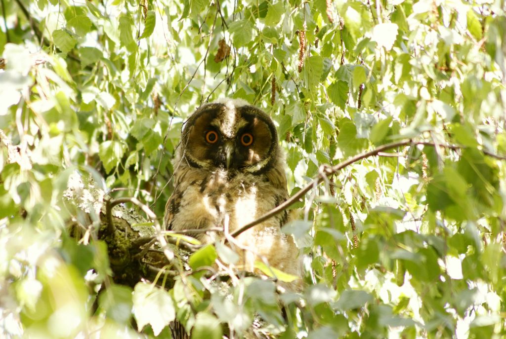Das Flaumgefieder ist fast verschwunden. Diesjährige Waldohreule. 06.06.26 Foto: Hartmut Peitsch
