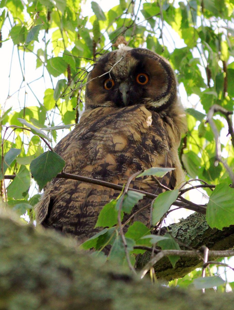 Gut entwickelte junge Waldohreule. 06.06.26 Foto: Hartmut Peitsch