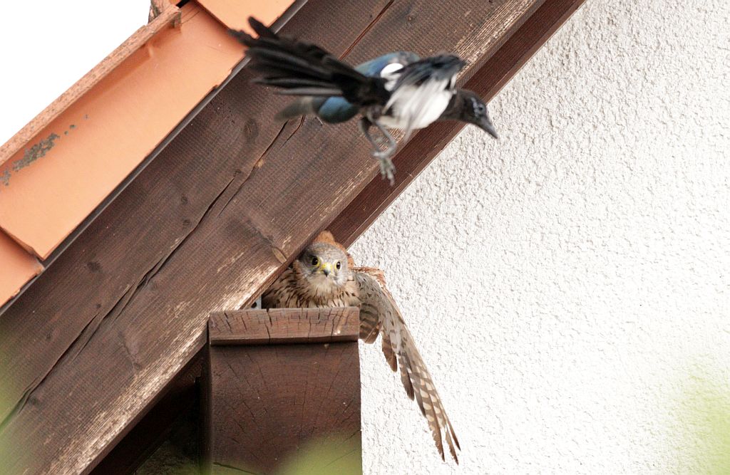Eine junge Elster versucht dem Turmfalken die Beute zu stehlen. 21.08.26 Foto: Hartmut Peitsch