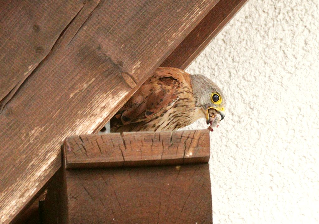 Turmfalke verspeist eine Maus. 21.08.26 Foto: Hartmut Peitsch