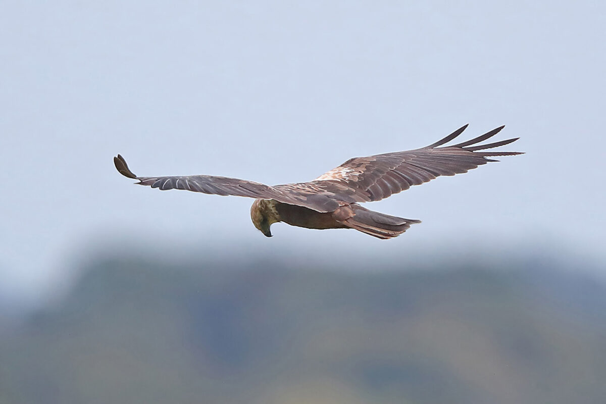 Das Foto zeigt eine weibliche Rohrweihe auf dem Zug. Der Vogel hat einen Teil des Großgefieders erneuert.– 25.08.2026