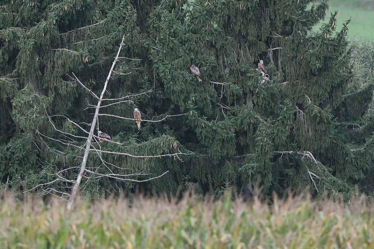 fünf Rotmilane während einer Flugpause am 17.09.26