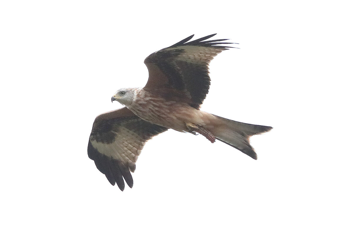 Dieser Rotmilan fliegt mit einem Maiskolben umher, der auch in der Luft bearbeitet wurde. Ein Vegetarier ist der Milan dennoch nicht. Gerade bei windigem Wetter nehmen junge Milane gerne „Spielzeuge“ auf, um sich damit in der Luft zu vergnügen. – 17.09.26 