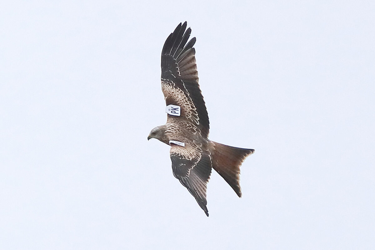 Dieser mit Flügelmarken markierte Rotmilan, ein 2026 geborener Jungvogel, stammt aus dem Großraum Bielefeld; er wurde am 19.09.26 identifiziert.