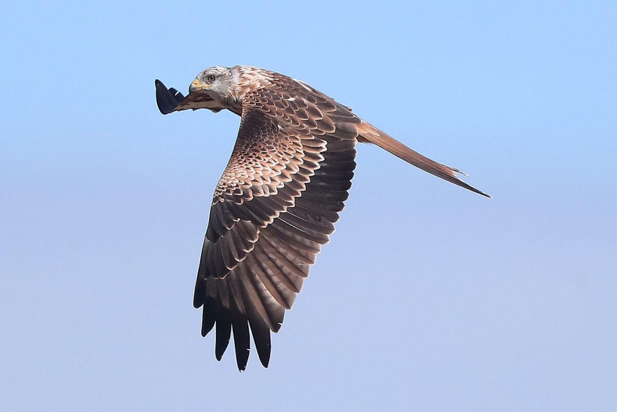 Das helle Flügelfeld und die gerandeten großen Flügeldeckfedern kennzeichnen auch diesen Rotmilan als Jungvogel. 