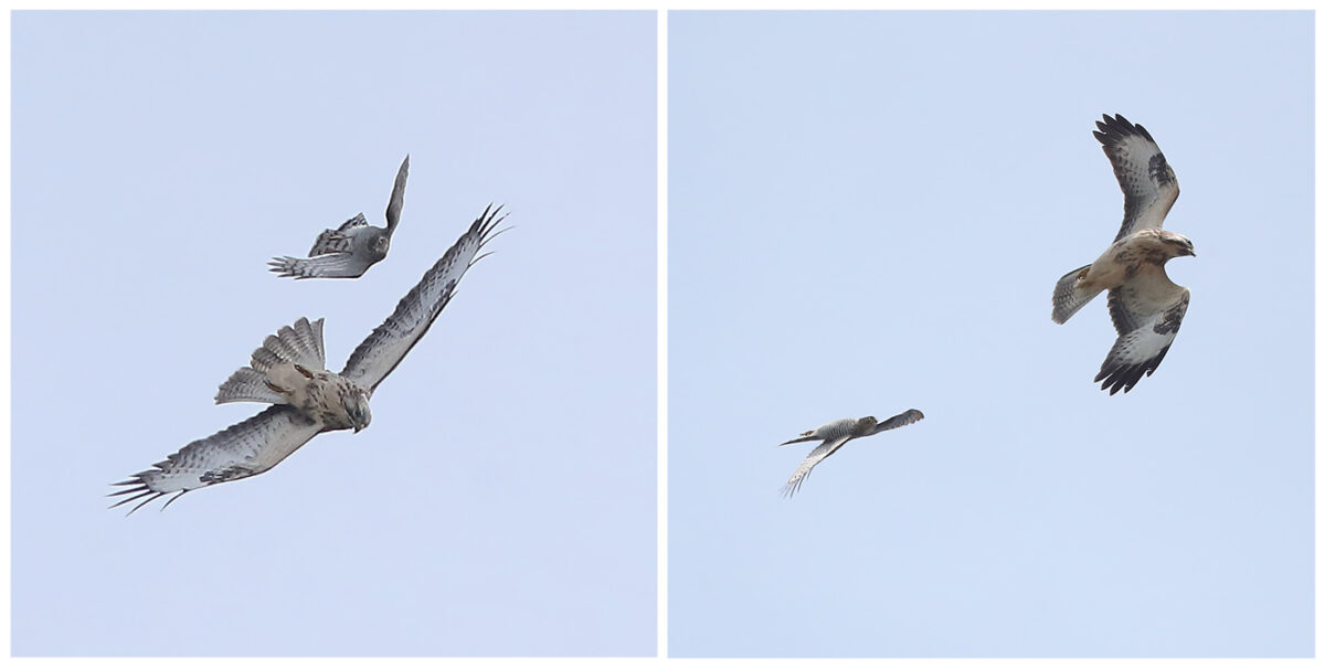 Bei neckischen Flugspielen zwischen diesem jungen Mäusebussard und dem jungen Sperber ging es ordentlich zur Sache, selbst in Rückenlage. – 21.08.2026 (Foto: H. Knüwer)