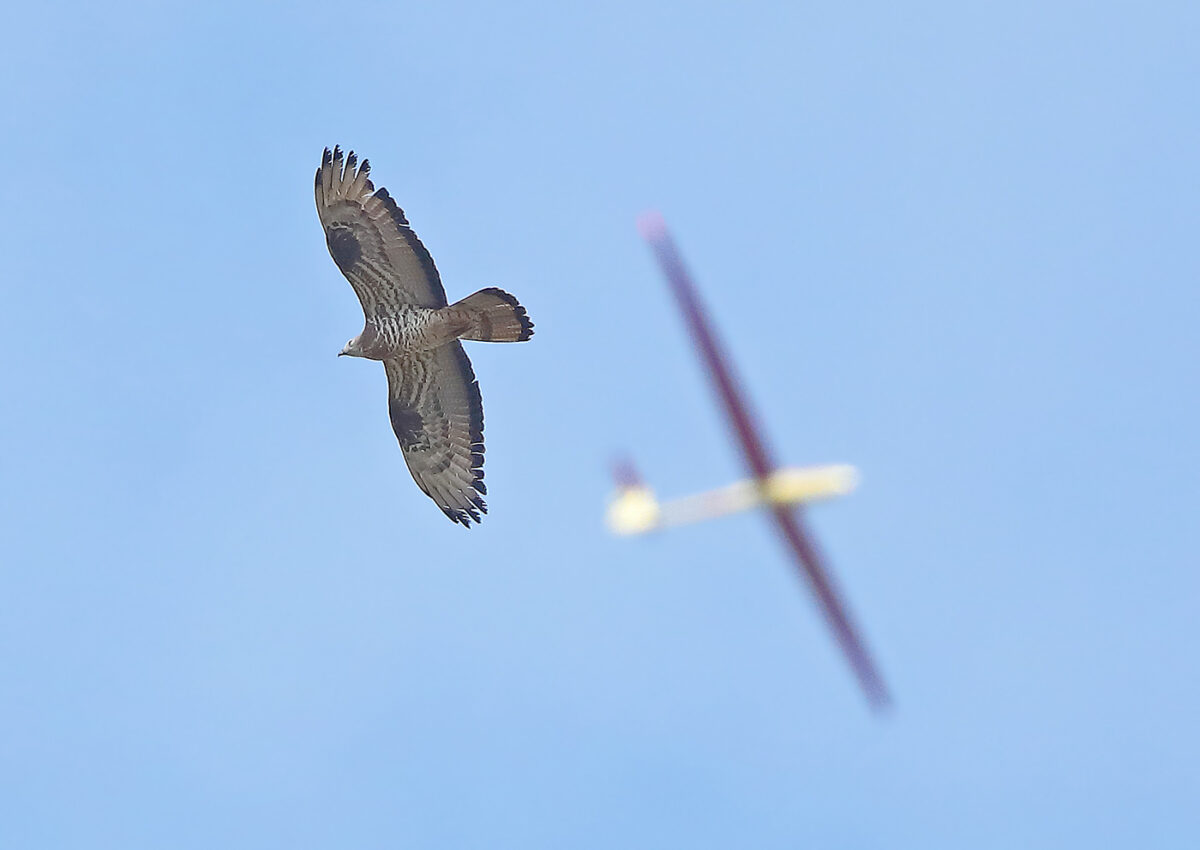 Zwei Thermikflieger im Aufwind – männlicher Wespenbussard zieht gemeinsam mit einem Modellflugzeug seine Kreise. – 22.08.2026